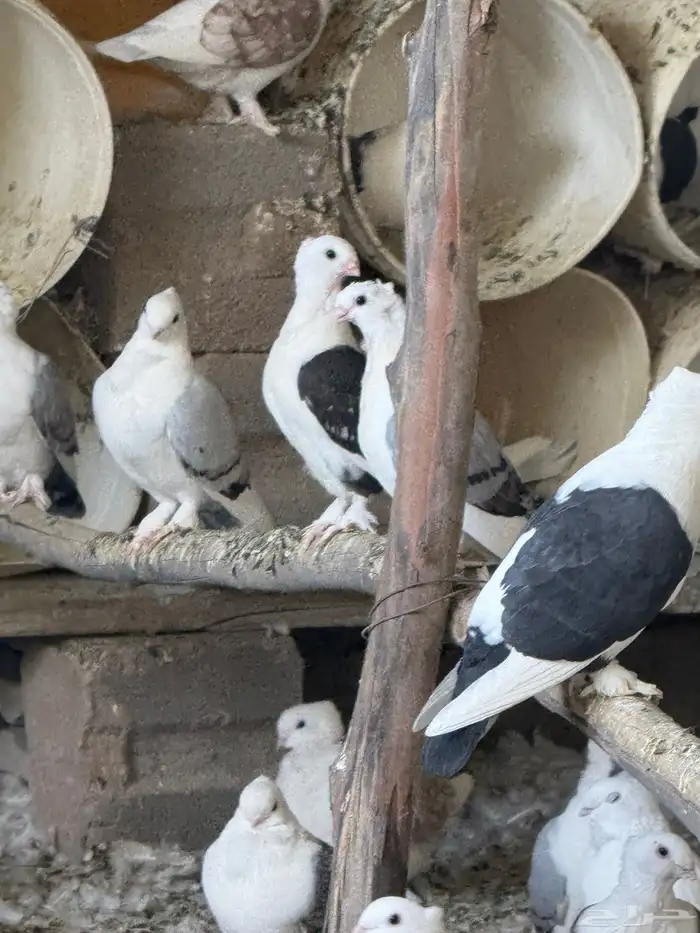 حمام حب الرمان او امري 5