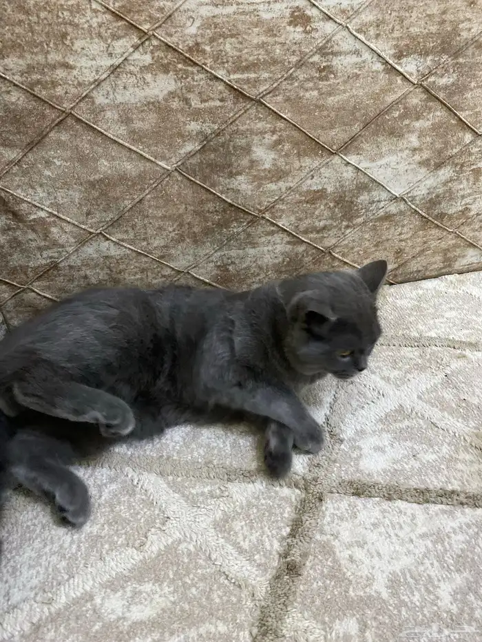 قط لتبني قرية العليا وفي توصيل النعيرية معى أكل ولتربوكس 1