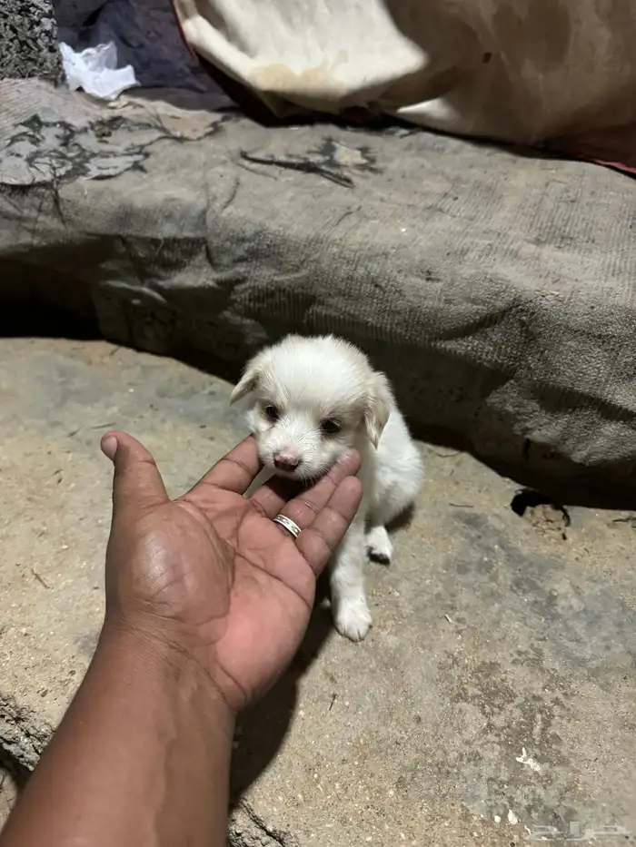 جرو مالتيز 2