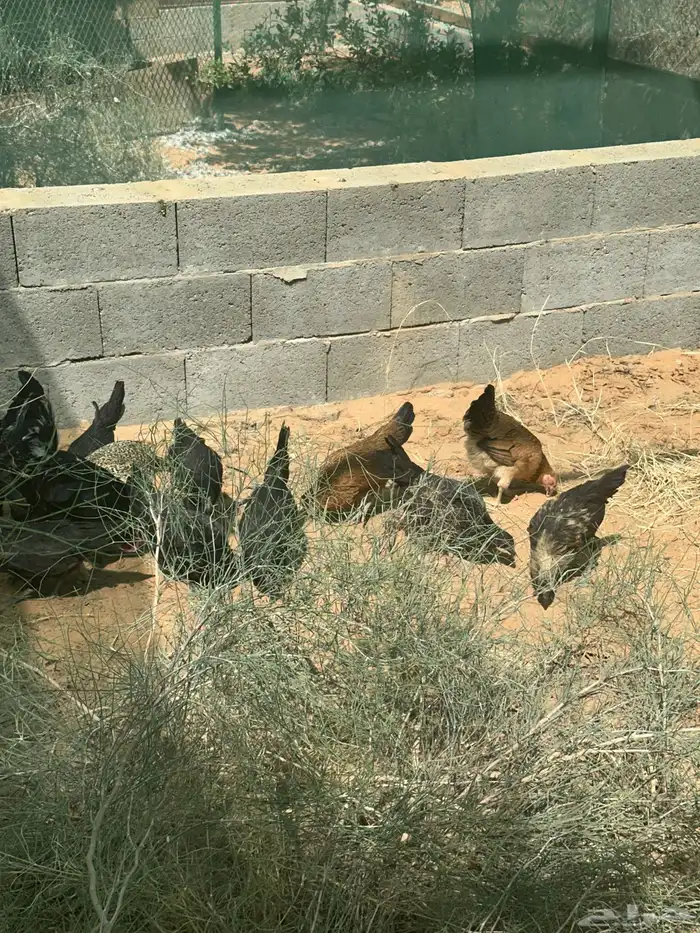 للبيع دجاج بلدي 1