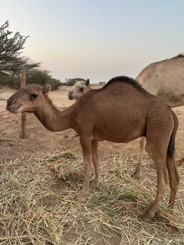 ثلاث حشو لحم للي عنده عرس ولا ملحمة أعمارها 10 شهور 14