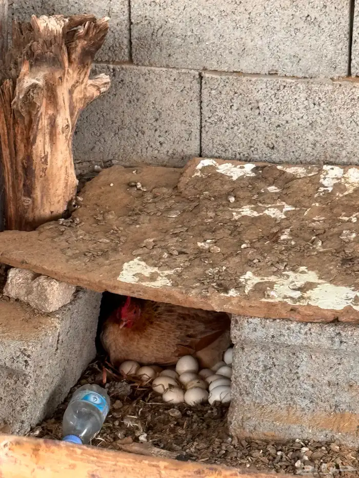 دجاج بلدي ( تم البيع) 6