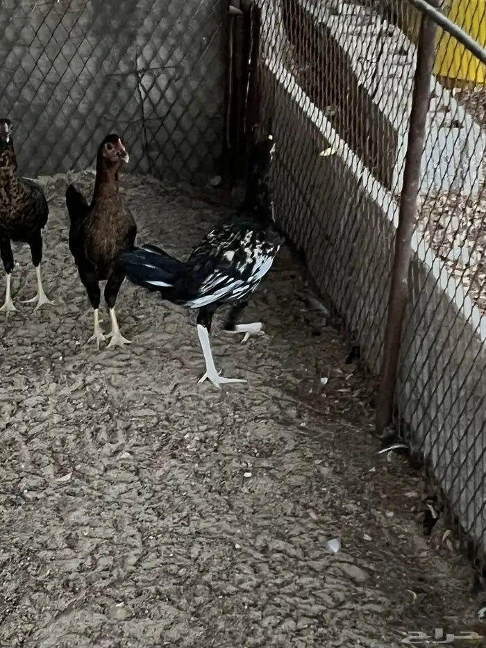 ديكه بلدي شباب 2