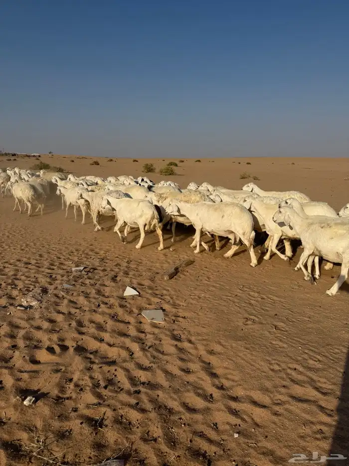 غنم حريات حرش مراح 50 راس بالفحل 3