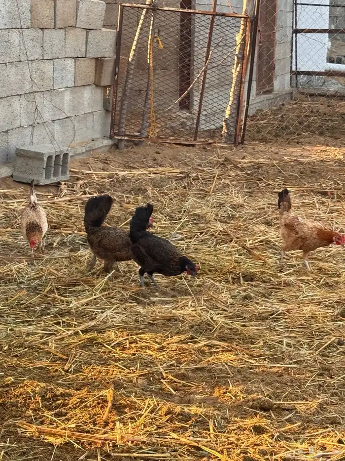 دجاج بلدي ( تم البيع) 0