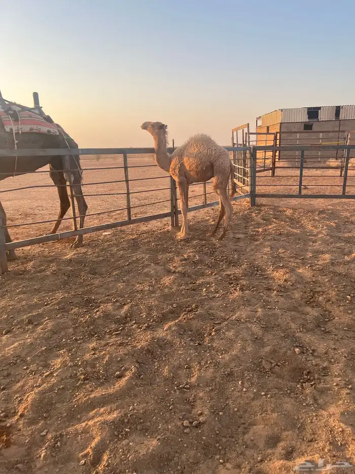 للبيع حاشي على حليب امه 1