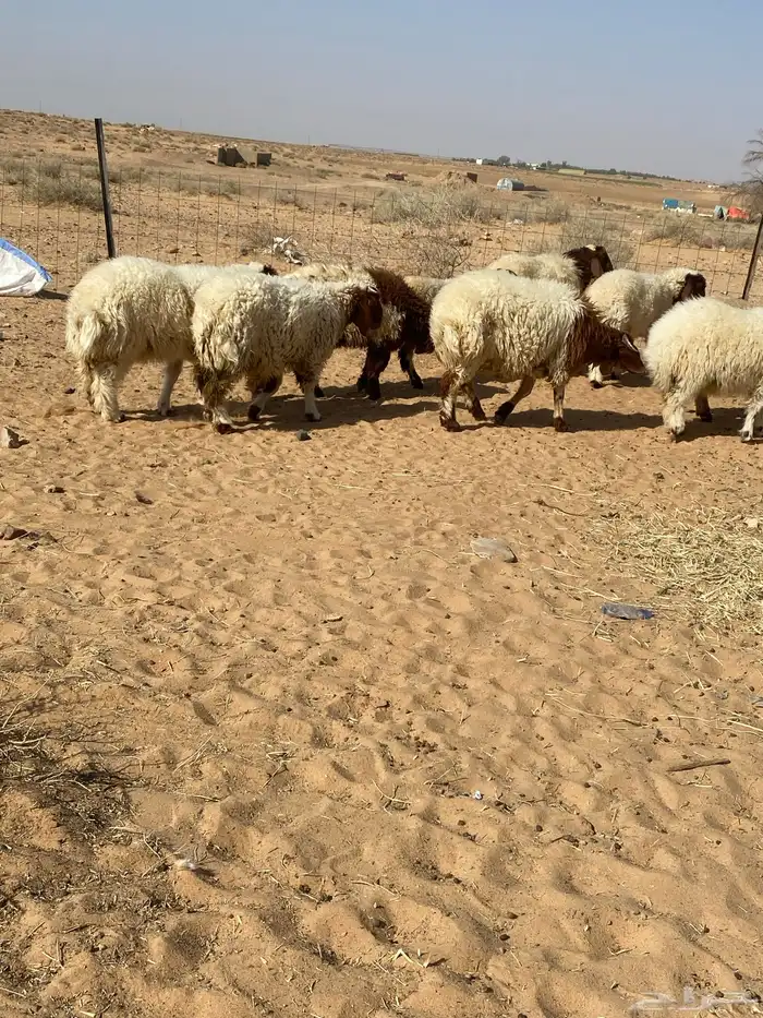 بهم نعيم 5