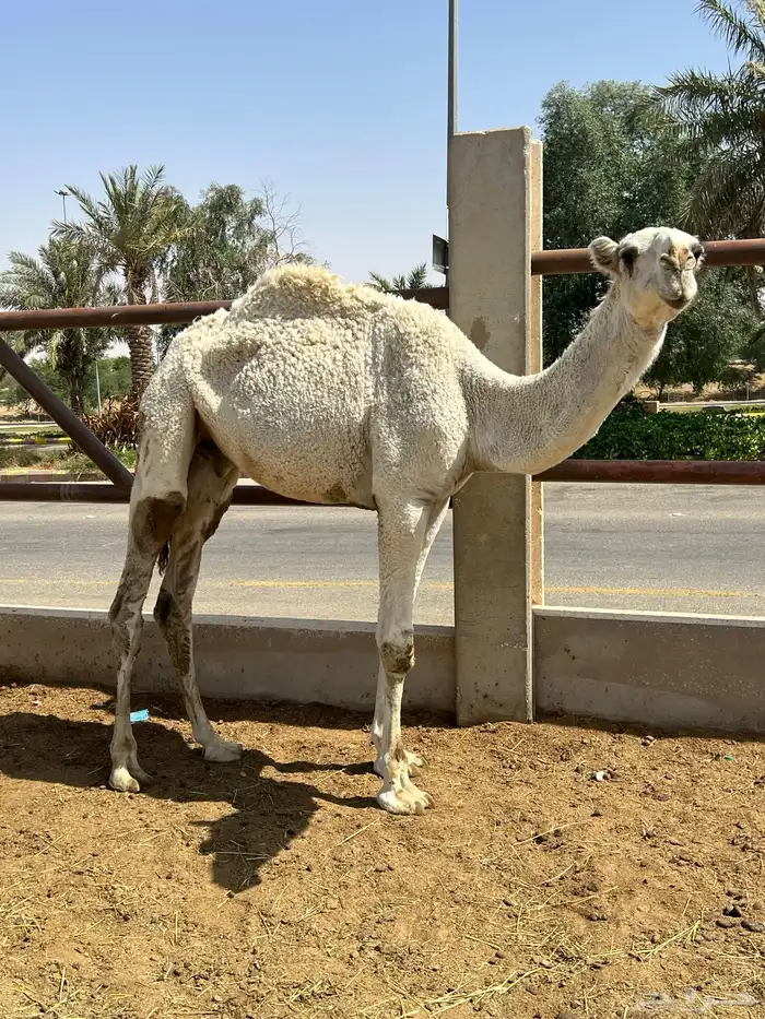 قعود باتلي جده حاكم بن قريع وسليم من العذاريب 4