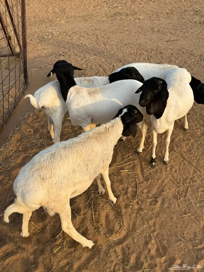 للبيع برابر 4