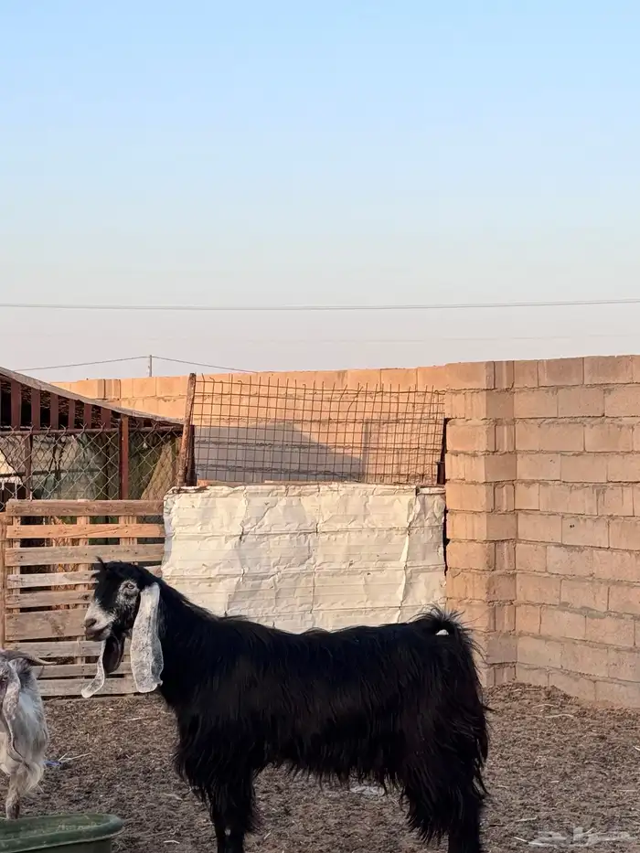 للبيع تيس فحل رباع شرط 4