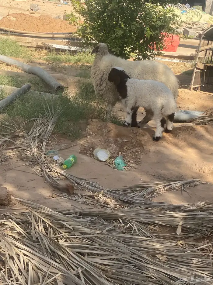 شاه نعيميه. معه. رخل 4