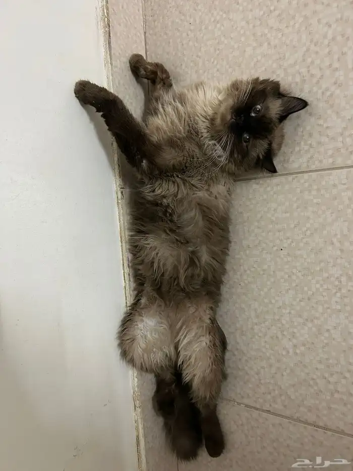 قط ذكر للتبني 1