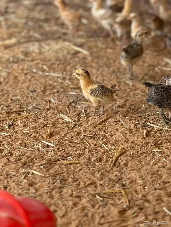 صوص دجاج العمر شهر واقل الصحه جيده بري 4