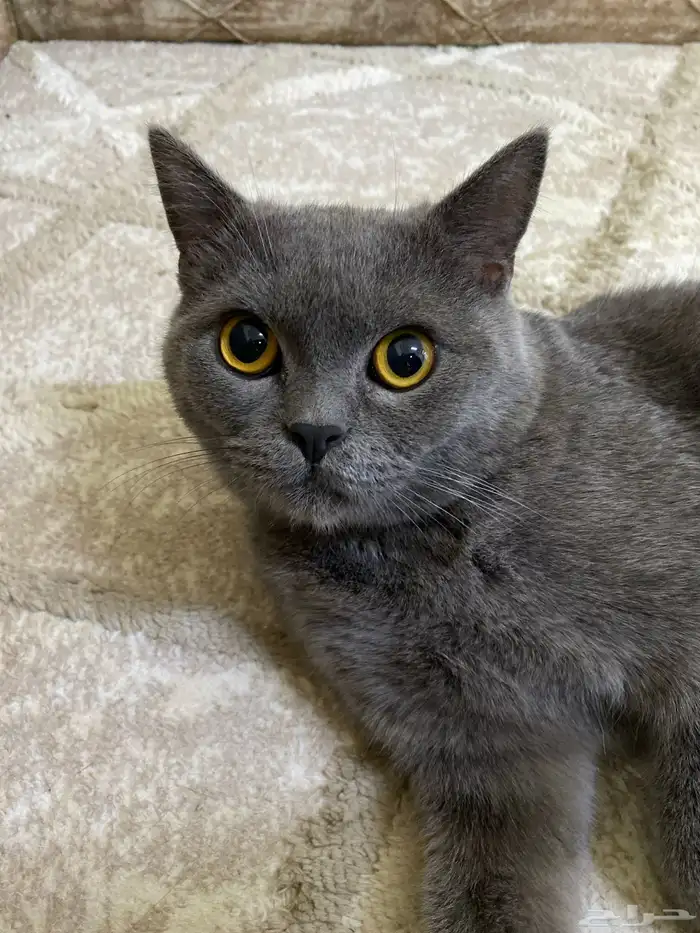 قط لتبني قرية العليا وفي توصيل النعيرية معى أكل ولتربوكس 2