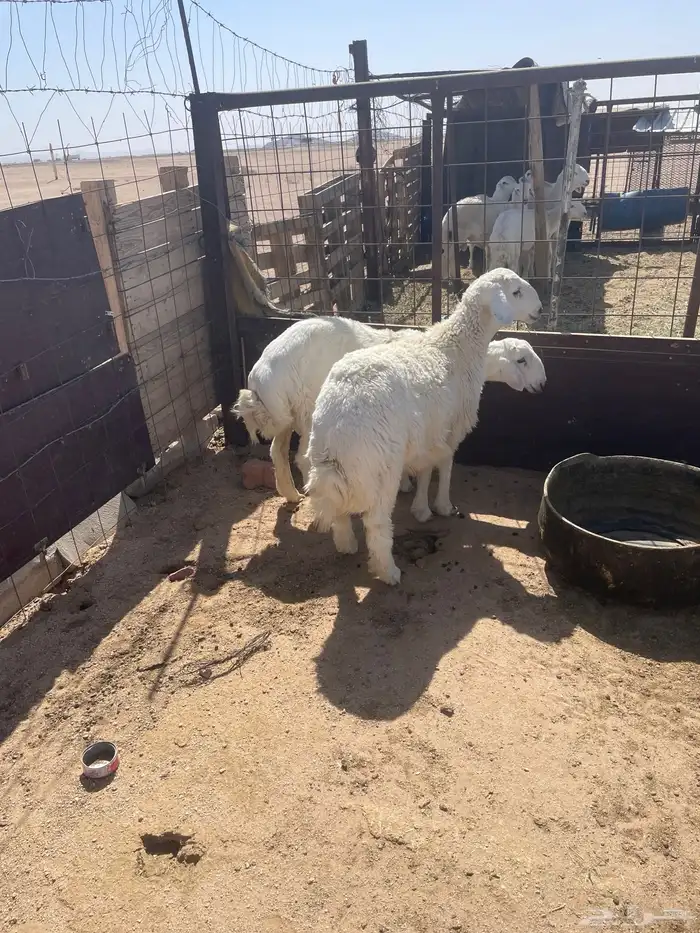 طليان حريات 0