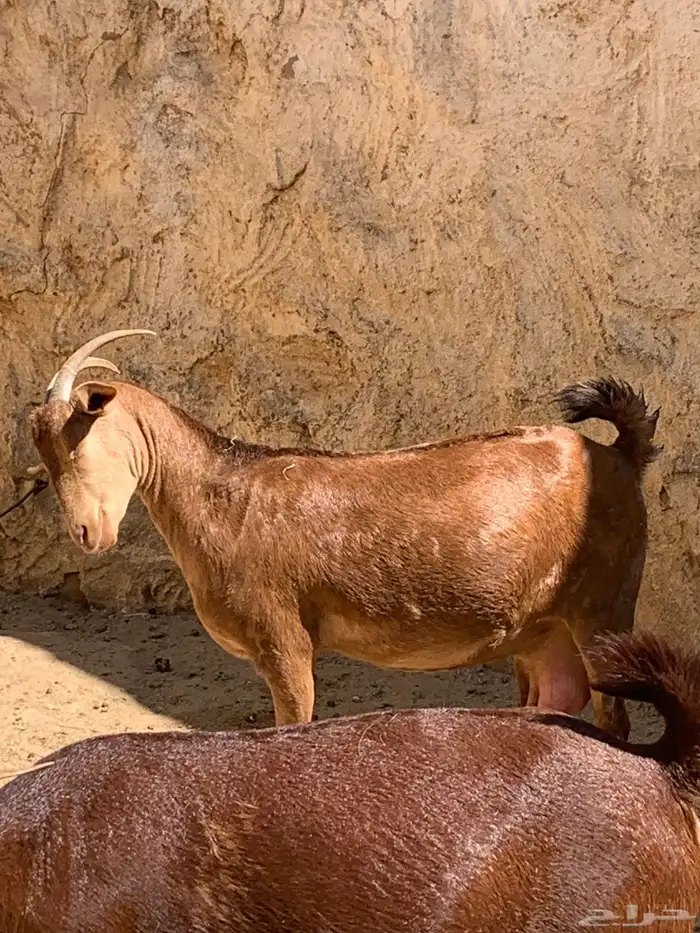 ثنتين معزا حص وعليها تيس وجفره وفحل عارضي 5