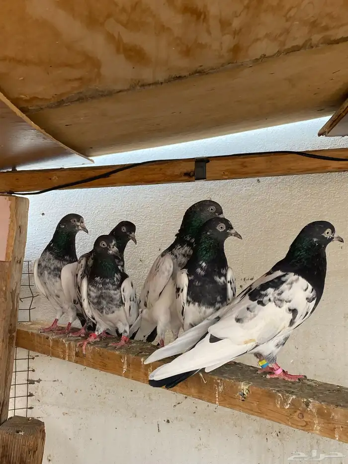 حمام باكستاني 0