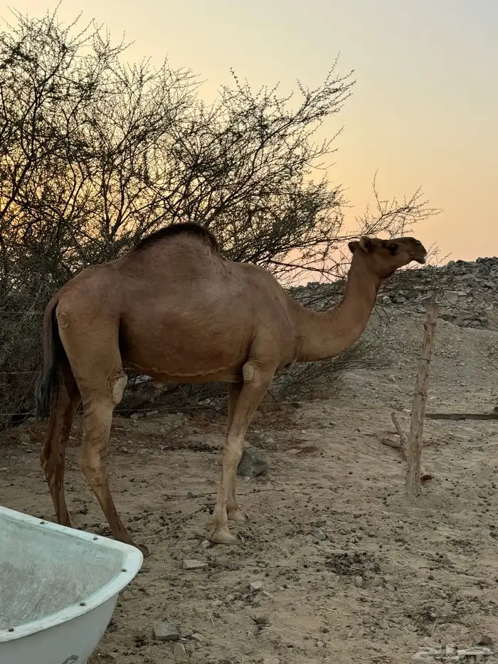 ناقه ساحليه حمراء ضروبه 1