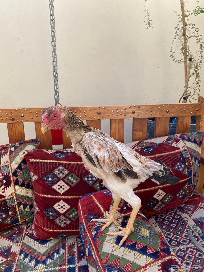 دجاجتين شامو مستوى تب 8