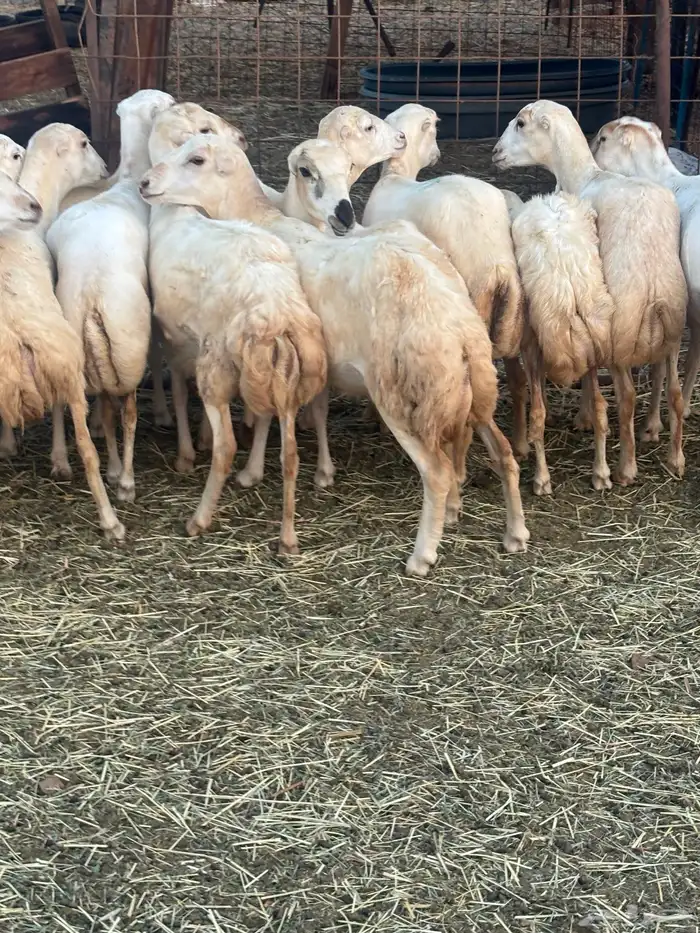 15 رخال رفيدي فاخره الحد 950 1
