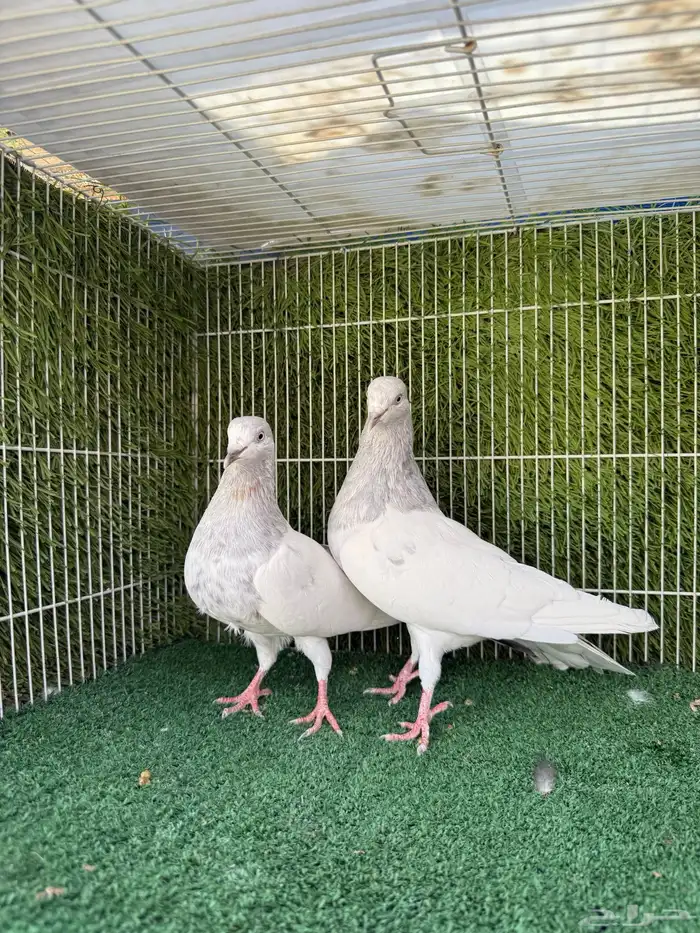 زوج سليتي باكستاتي 7