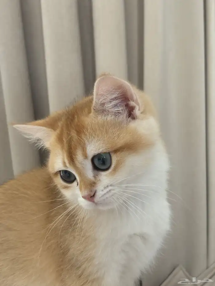 سكوتش ستريت NY12ذكر 0