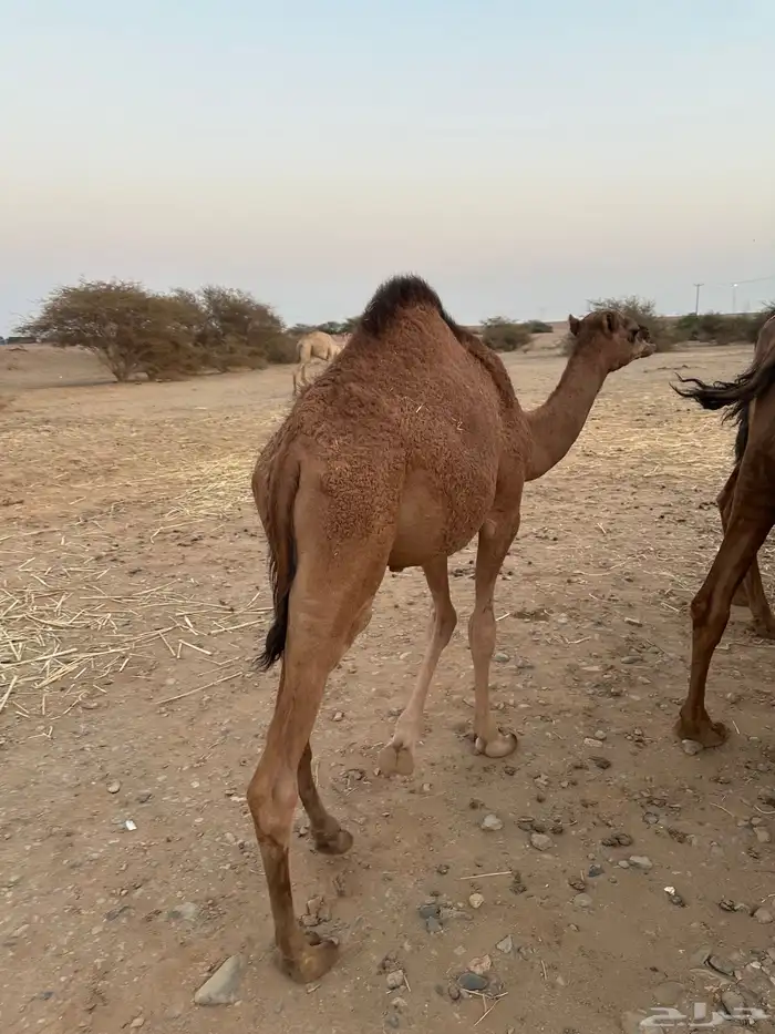 ثلاث حشو لحم للي عنده عرس ولا ملحمة أعمارها 10 شهور 10