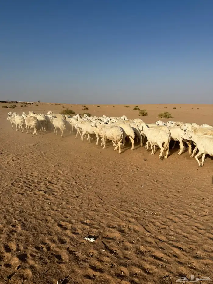 غنم حريات حرش مراح 50 راس بالفحل 0