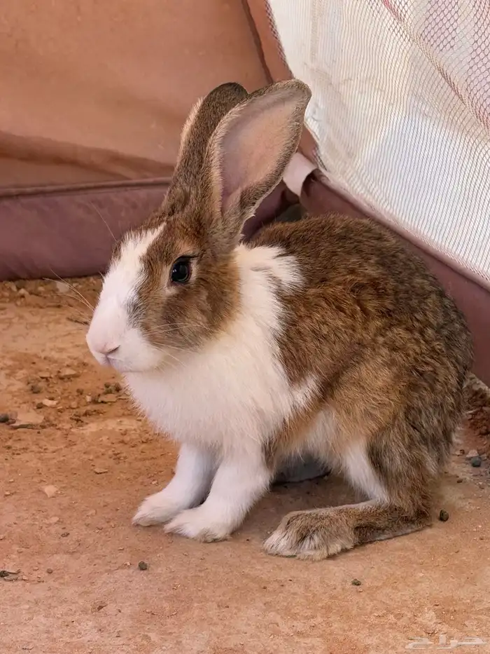 أرنب 1