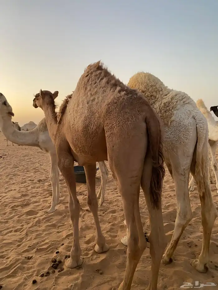 بكره كفو مغلقه علي حليب امها 0