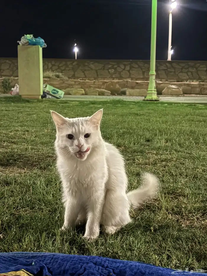قطه تبني 0