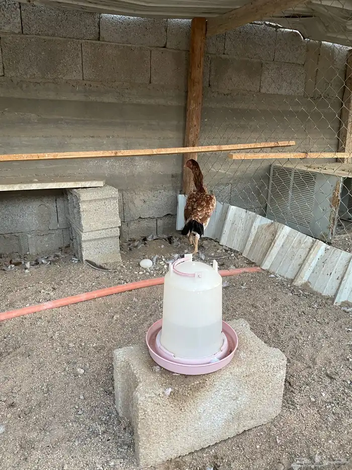 دجاجه شامو ياباني 1