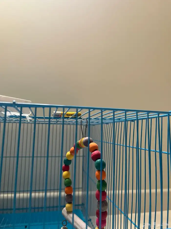 عصفورين من نوع طيور الحب العصفورين ب 100 ريال  50 مع القفص 2