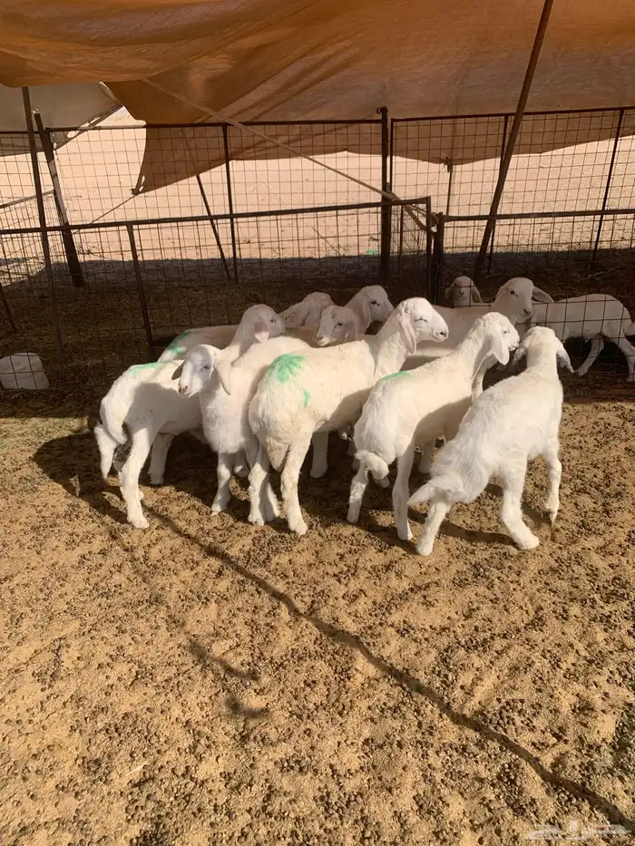 بهم تربيه حري طليان 1
