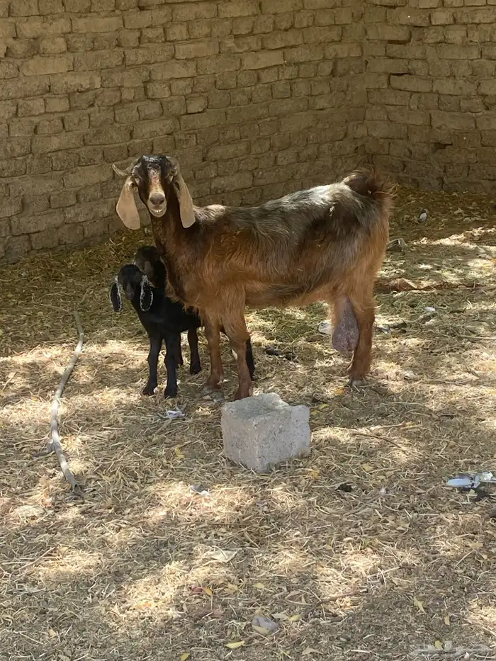 نعجه معها 2 وعنز معها 2 2
