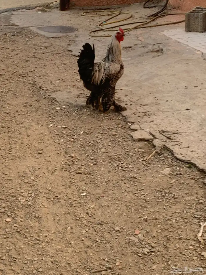 ديك براهمه للبيع الصحه ماشالله 0