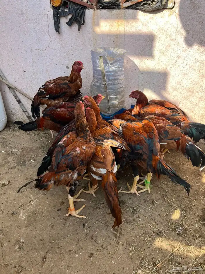 ديك بكستاني 11