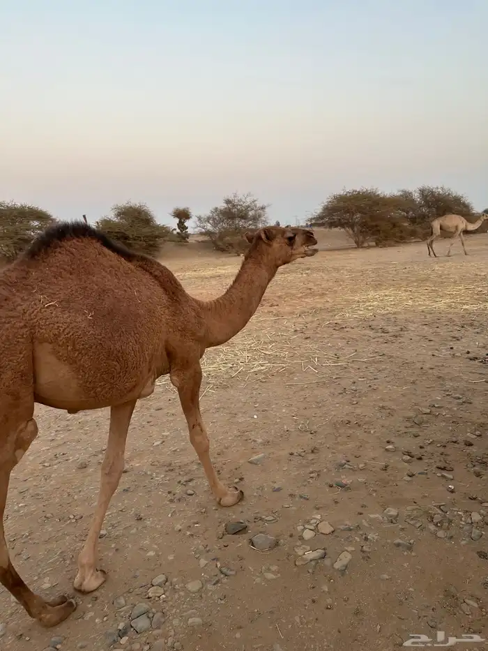 ثلاث حشو لحم للي عنده عرس ولا ملحمة أعمارها 10 شهور 9