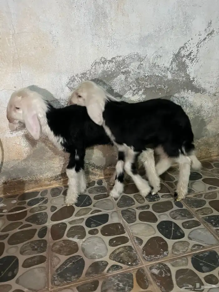 دواغير نجد 0