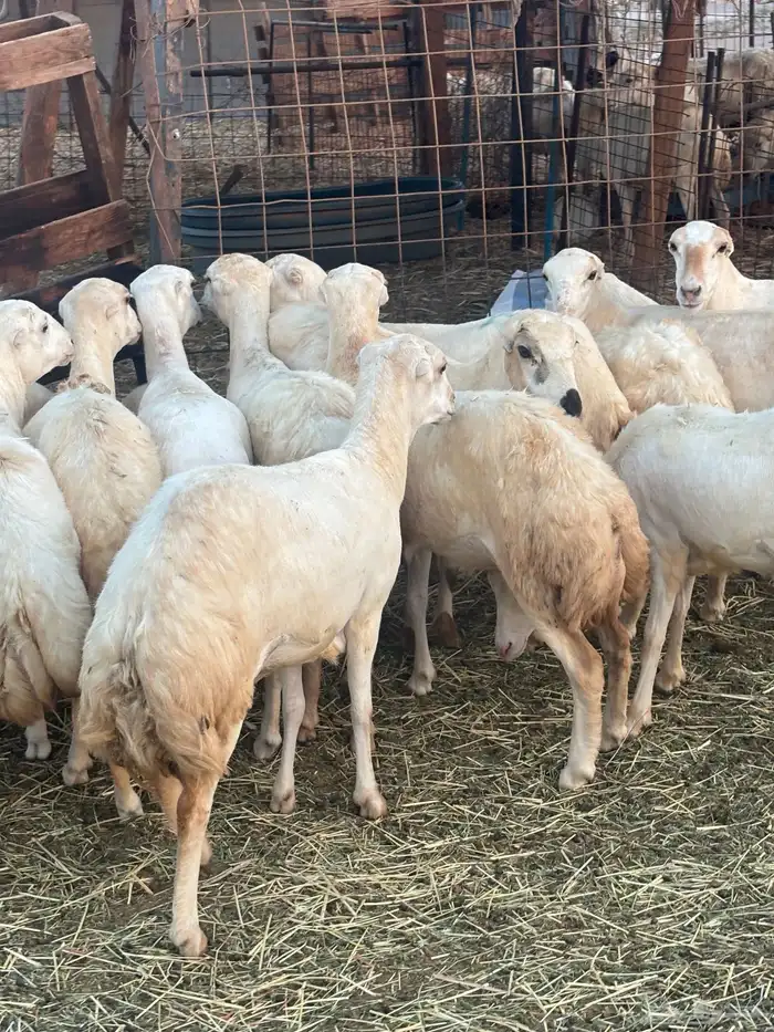 15 رخال رفيدي فاخره الحد 950 0