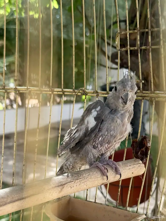 كراوان انثى للبيع او البدل 0