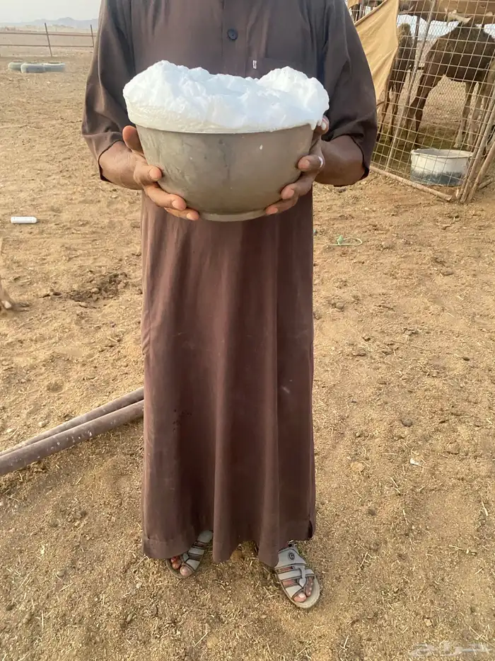 خلفة صفراء 1