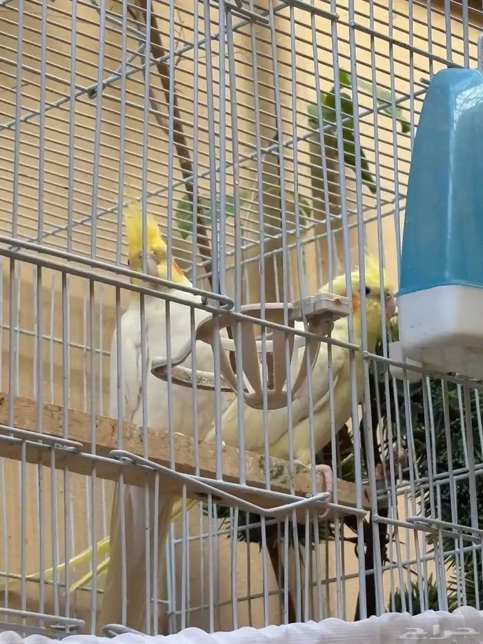 كروان للبيع 0