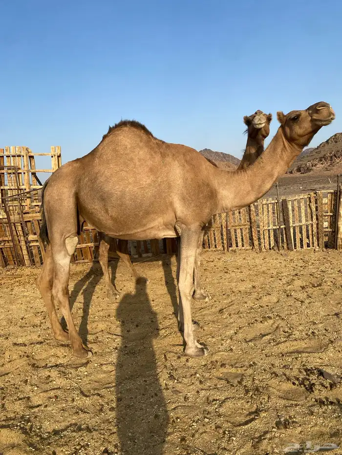 لقحات حمر ساحليات بواخر نياق القاني الحد من7500تمم البيعع 3