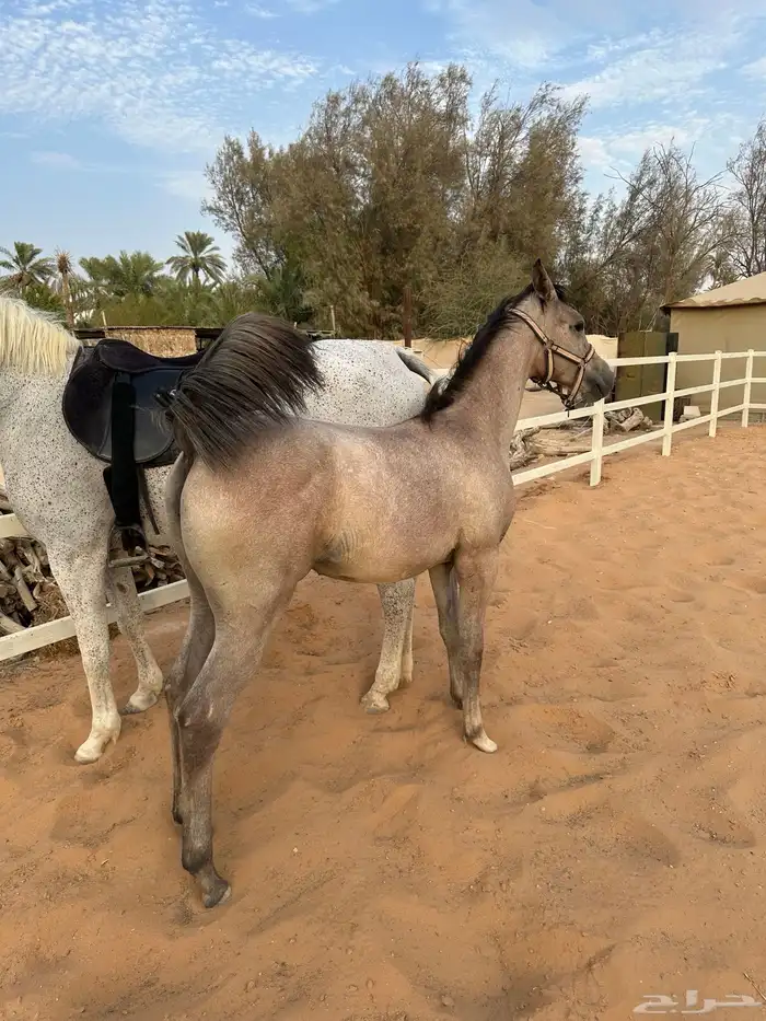 مهرة شعبية فاخره 2