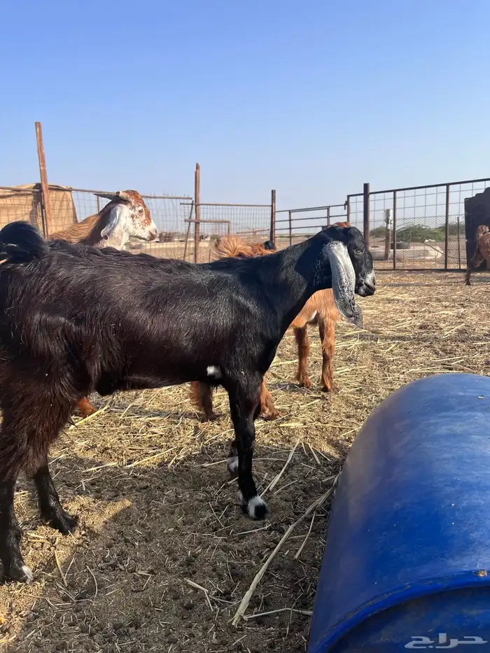 تيوس تم البيع 0