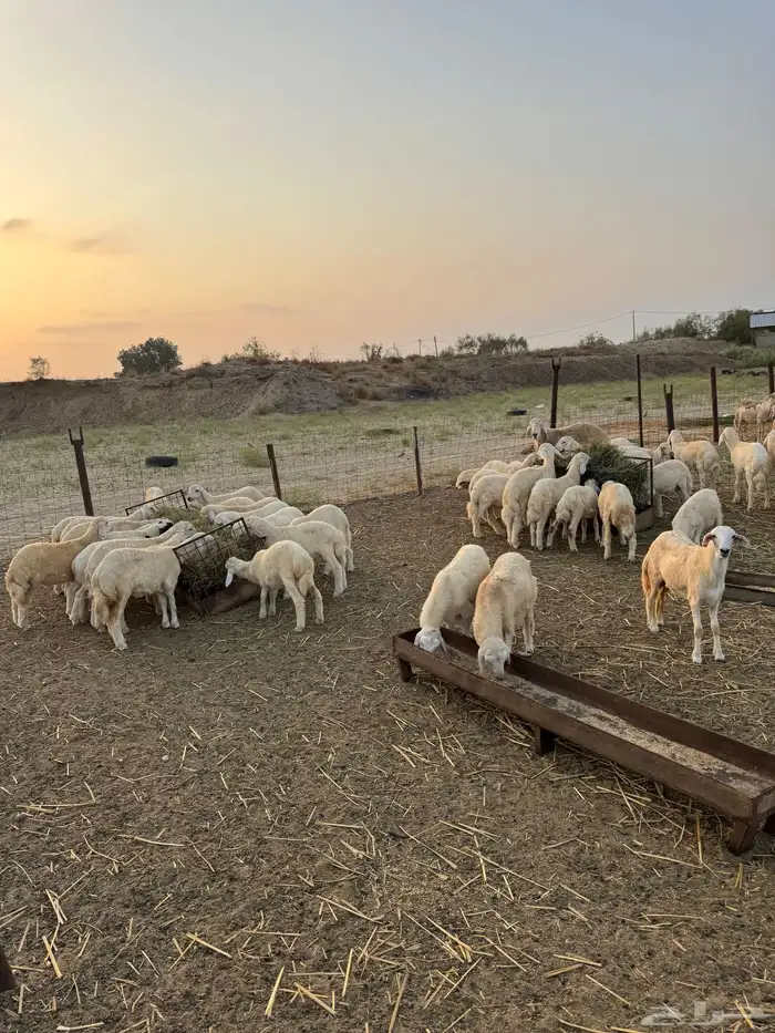 بهم تربيه حري 1