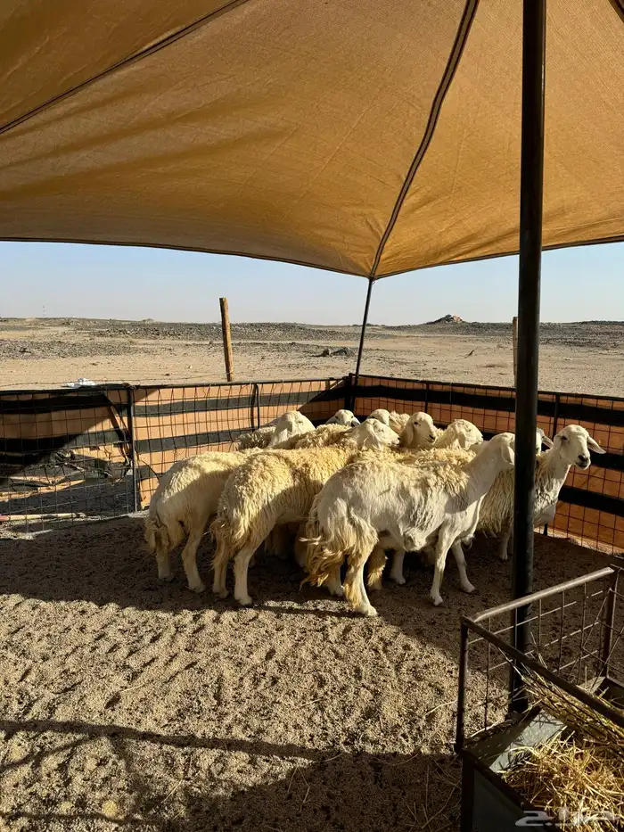حريات صنف ومقاني 8