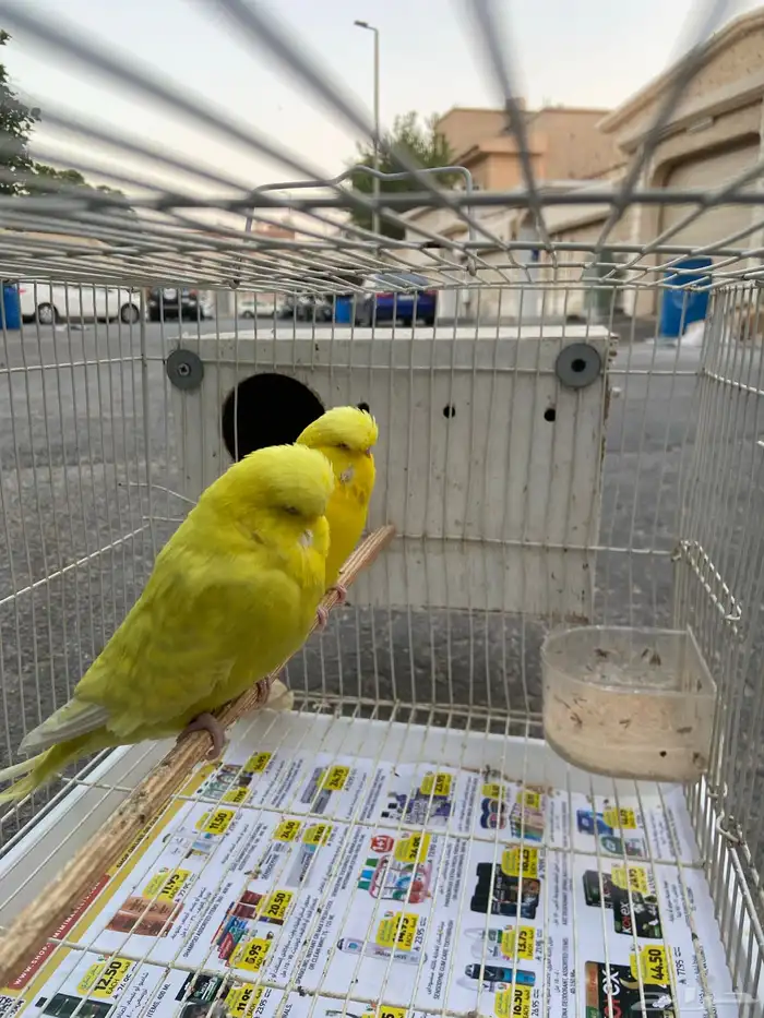 زوج اجليزي لاس ونج حجم فاخر 2