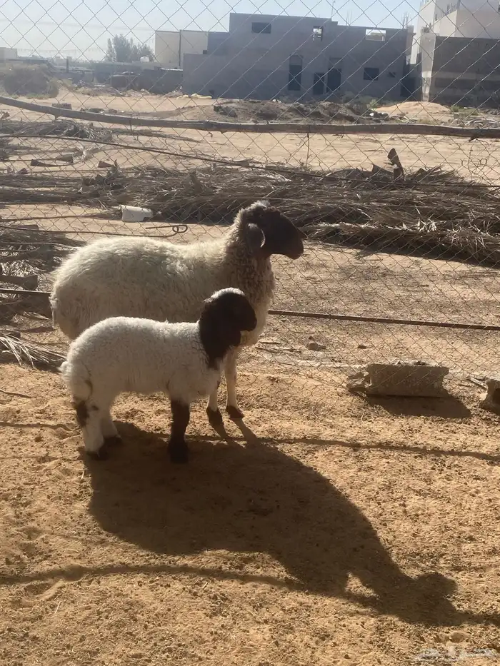 شاه نعيميه. معه. رخل 0